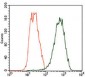 TUBB2A Antibody